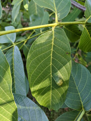 Aceria erinea