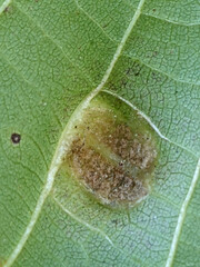 Aceria erinea