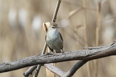 Acrocephalus gracilirostris gracilirostris
