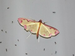 Cadarena pudoraria