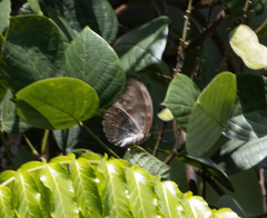 Dophla evelina