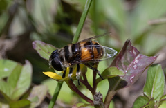 Eristalina