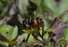 Eristalina