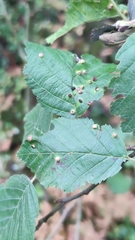 Eriophyes alniincanae
