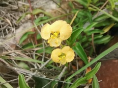 Commelina africana