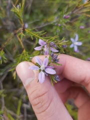 Philotheca salsolifolia