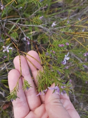 Philotheca salsolifolia