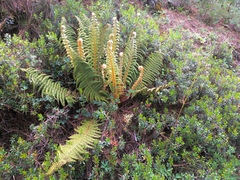 Polystichum speciosissimum