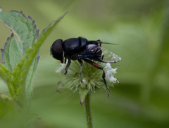 Phytomia