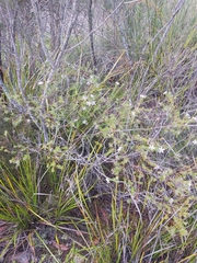 Philotheca salsolifolia