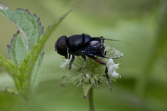 Phytomia