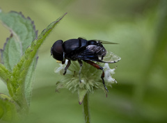 Phytomia