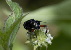 Phytomia