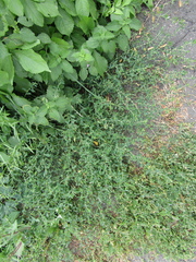 Polygonum aviculare aviculare