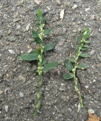 Polygonum aviculare aviculare