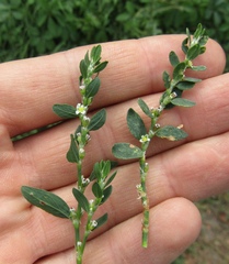 Polygonum aviculare aviculare