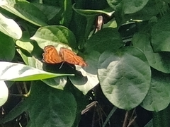 Junonia hedonia