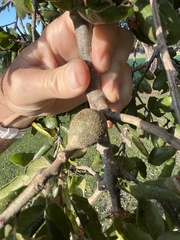 Callirhytis quercussuttoni