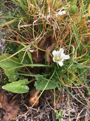 Gentiana newberryi tiogana