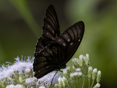 Euploea