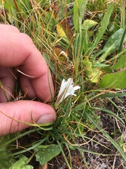 Gentiana newberryi tiogana