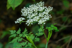 Angelica polymorpha