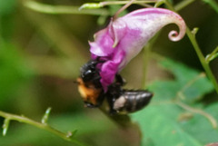 Bombus diversus