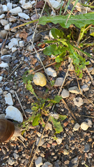 Cepaea nemoralis