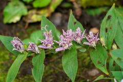 Tricyrtis hirta