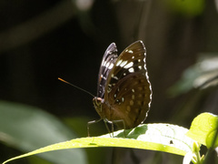 Lexias aeetes