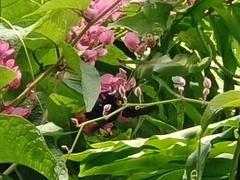 Xylocopa latipes
