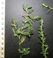 Polygonum aviculare aviculare