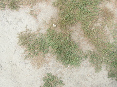 Polygonum aviculare aviculare