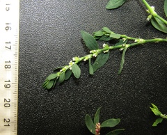 Polygonum aviculare aviculare