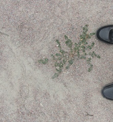 Polygonum aviculare aviculare
