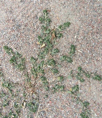 Polygonum aviculare aviculare
