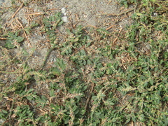 Polygonum aviculare aviculare