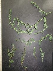 Polygonum aviculare aviculare