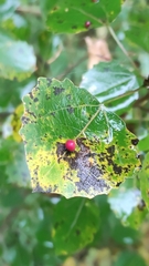 Harmandiola tremulae