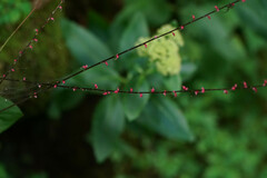 Persicaria filiformis