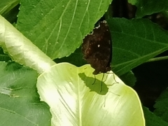Junonia hedonia