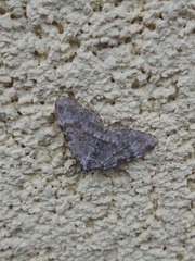 Coenotephria ablutaria