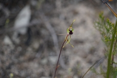 Caladenia verrucosa