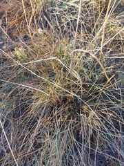 Ephedra monosperma