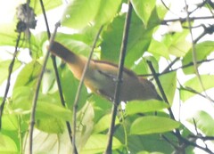 Pachyramphus cinnamomeus