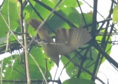 Pachyramphus cinnamomeus