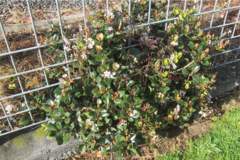 Rhaphiolepis umbellata