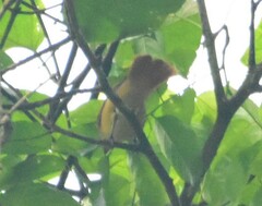 Pachyramphus cinnamomeus