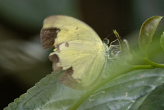 Eurema tominia