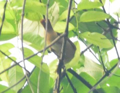 Pachyramphus cinnamomeus